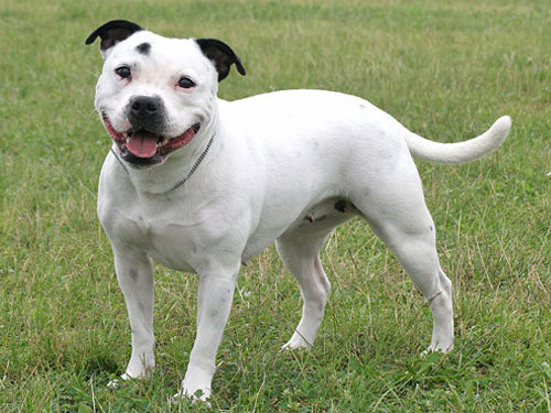 Bull And Terrier  dog