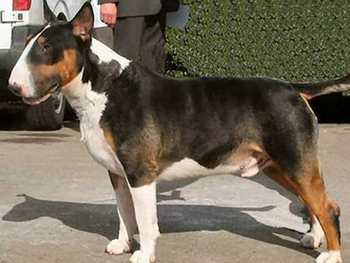 Bull And Terrier  dog pictures
