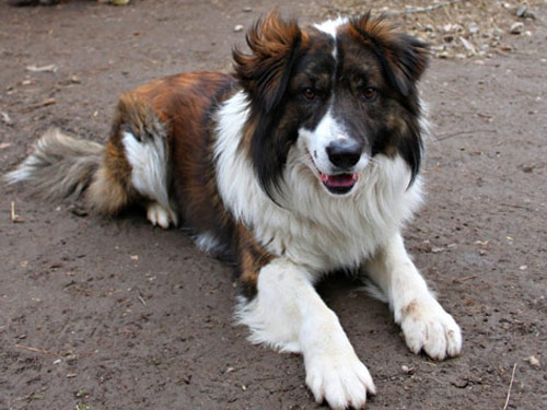 Aidi dog pictures