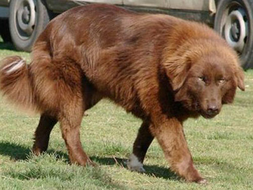 Aidi dog pictures