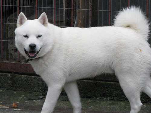 Ainu  dog pictures
