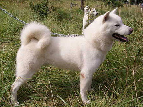 Ainu  dog pictures