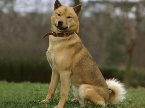 Ainu  dog pictures