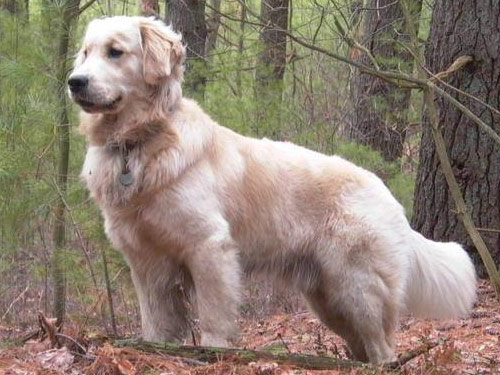 Abruzzenhund dog pictures