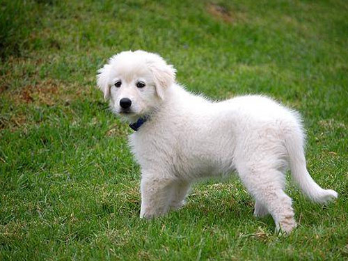 Abruzzenhund dog pictures