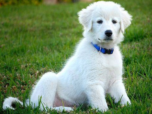 Abruzzenhund dog pictures