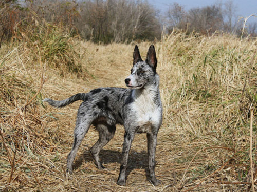 German Coolie dog