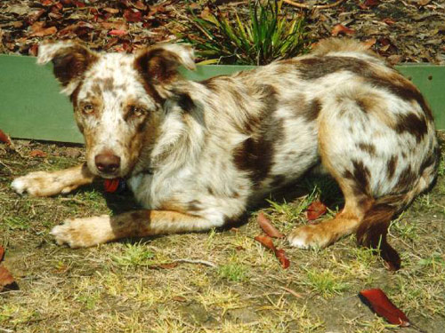 German Coolie dog