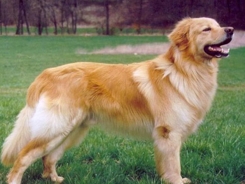 German Hovawart dog pictures