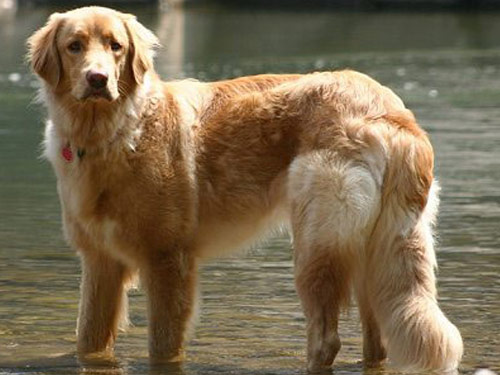 German Hovawart dog pictures