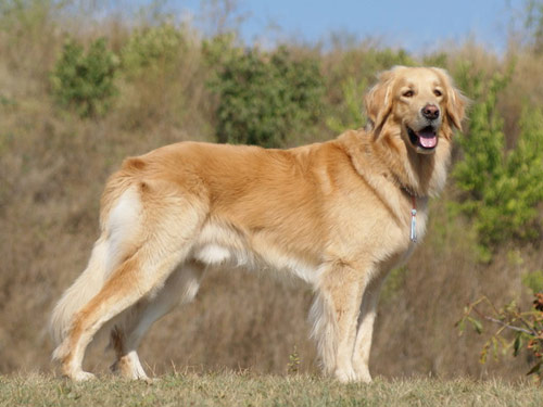 German Hovawart dog pictures