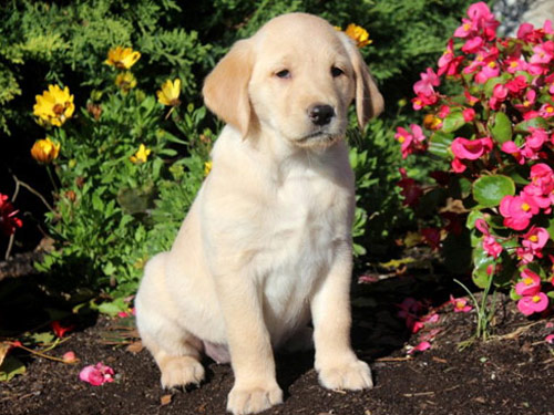 Goldador dog pictures