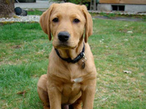 Goldador dog pictures