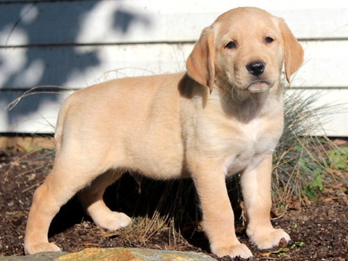 Goldador dog pictures