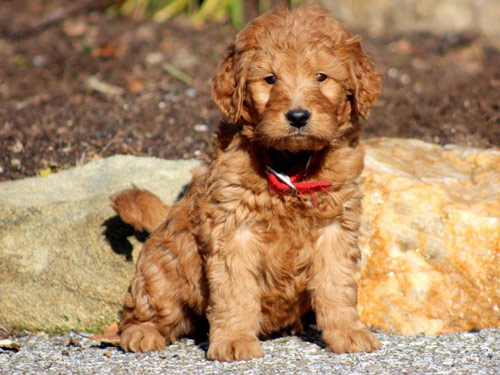 Goldendoodle dog pictures