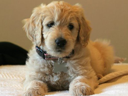 Goldendoodle dog