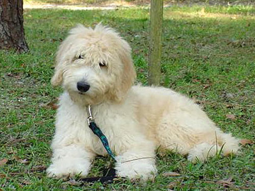 Goldendoodle dog pictures