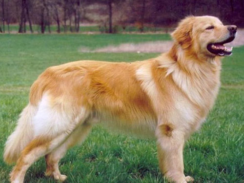 Hovawart dog