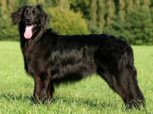 Hovawart dog