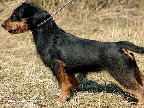 German Hunt Terrier dog pictures