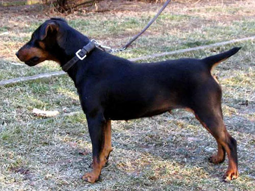 German Hunt Terrier dog pictures