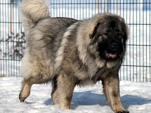 Illyrian Sheepdog dog