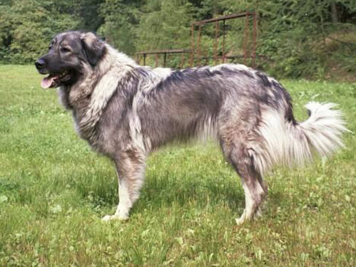 Illyrian Sheepdog dog