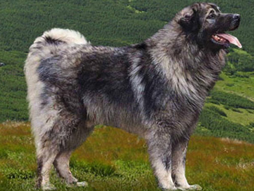 Illyrian Sheepdog dog