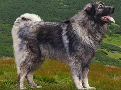 Illyrian Sheepdog dog pictures