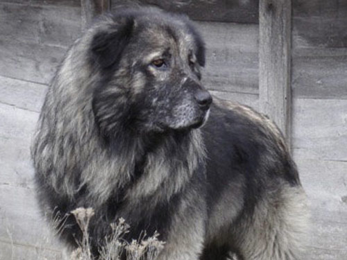 Illyrian Sheepdog dog pictures