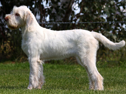 Italian Spinone dog