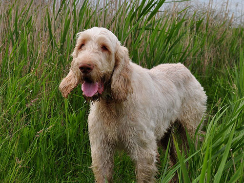 Italian Spinone dog