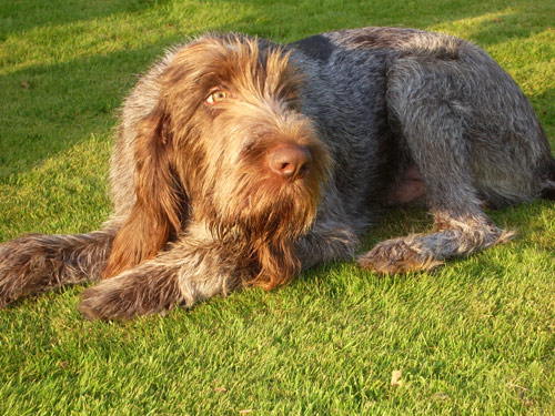 Italian Spinone dog