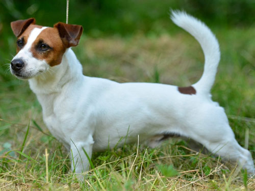 Jack Russell Terrier dog