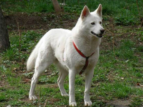 Jindo dog
