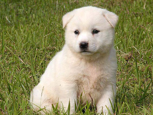 Jindo dog