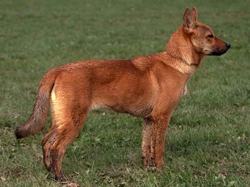 Jindo dog