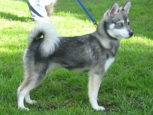 Kai  dog