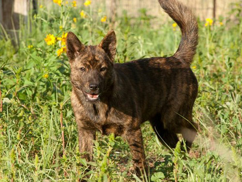 Kai  dog