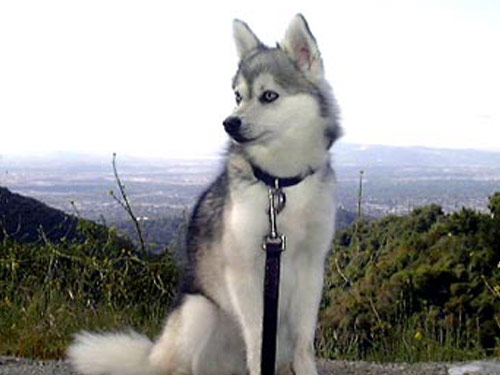 Kai  dog pictures