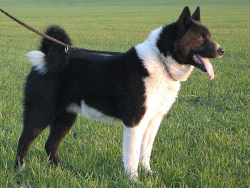 Karelian Bear  dog
