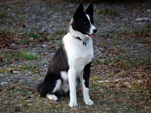 Karelian Bear  dog