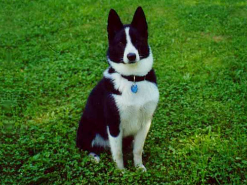 Karelian Bear  dog