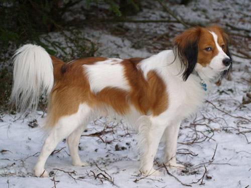 Kooikerhondje dog pictures