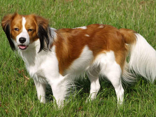 Kooikerhondje dog pictures