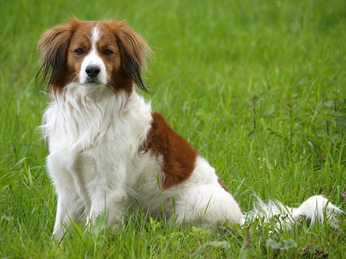 Kooikerhondje dog pictures