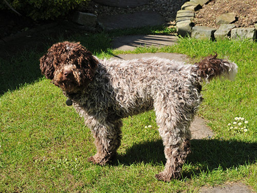 Lagotto Romagnolo dog