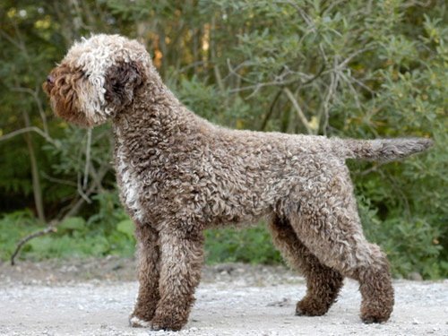 Lagotto Romagnolo dog