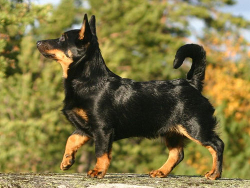 Lancashire Heeler dog