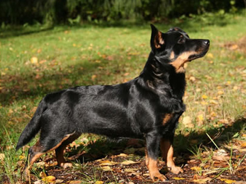 Lancashire Heeler 犬種